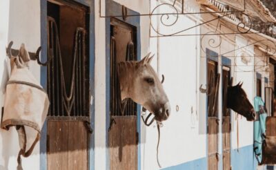 Horse Riding Tour with Pickup