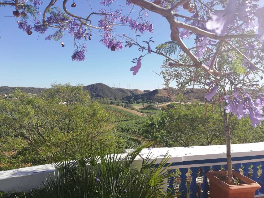 From Albufeira: Wine Tasting & Historic Silves Tour - Cork trees to cellar: what the family winery experience really teaches