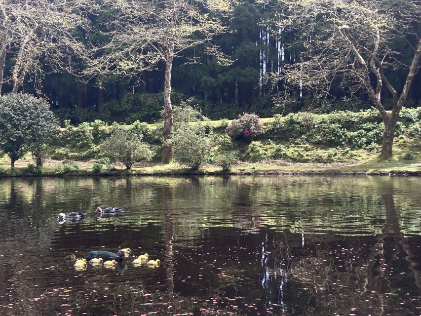 From Angra: Terceira Island Full-Day Tour - Bulls in Their Natural Habitat and the Return Drive