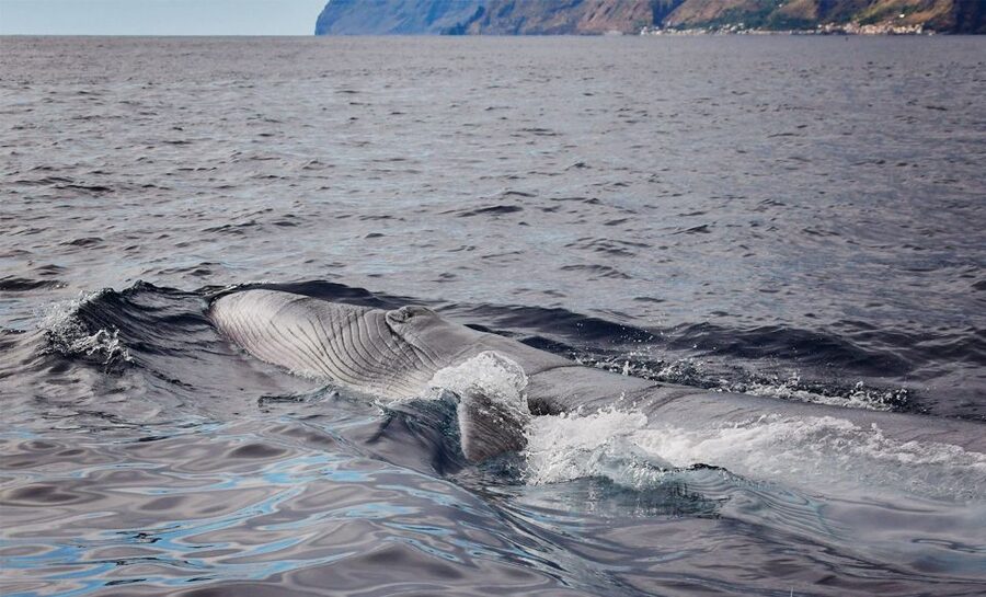 From Calheta: Madeira Whale and Dolphin Watching Boat Tour - Quick hits before you go