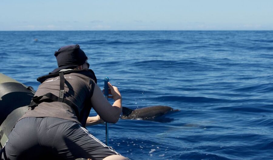 From Calheta: Madeira Whale and Dolphin Watching Boat Tour - Why Calheta is a solid start for Madeira wildlife