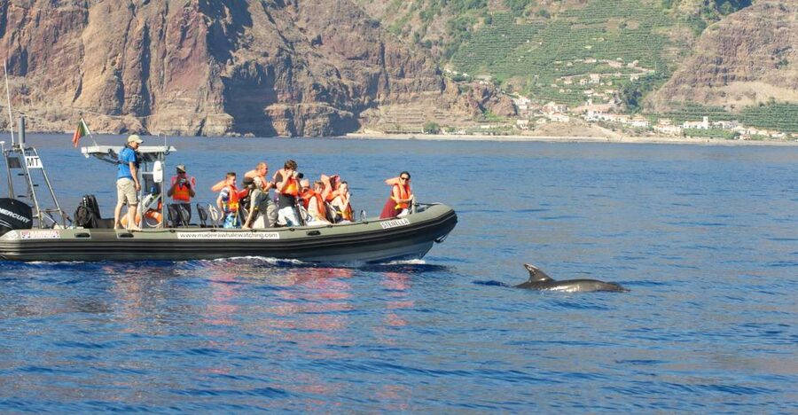 From Calheta: Madeira Whale and Dolphin Watching Boat Tour - The boat experience: fast, controlled, and designed for wildlife