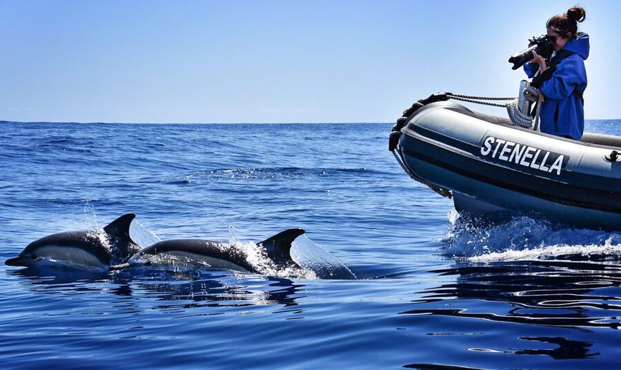 From Calheta: Madeira Whale and Dolphin Watching Boat Tour - Price and value: is $67 for 2 hours worth it?