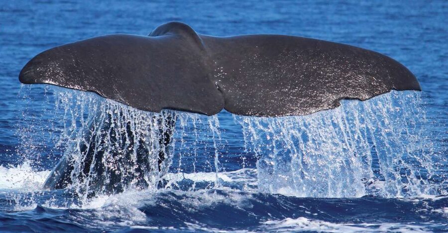 From Calheta: Whale and Dolphin Watching RIB Boat Tour - Key things I’d circle before you book