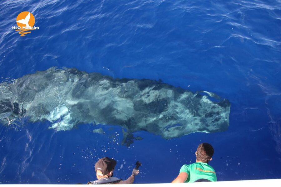 From Calheta: Whale and Dolphin Watching RIB Boat Tour - Who Should Book This, and Who Should Skip It