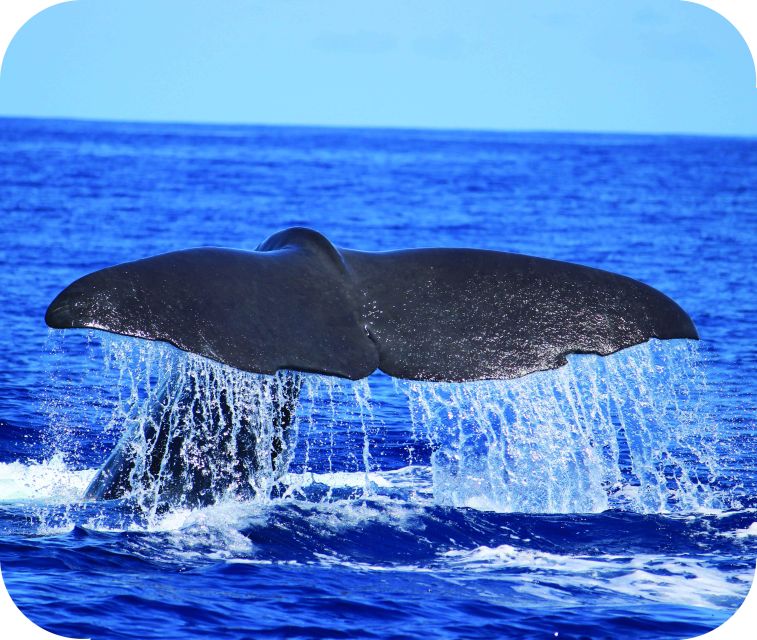 From Calheta: Whale and Dolphin Watching RIB Boat Tour - Entering The Atlantic Off Calheta Marina