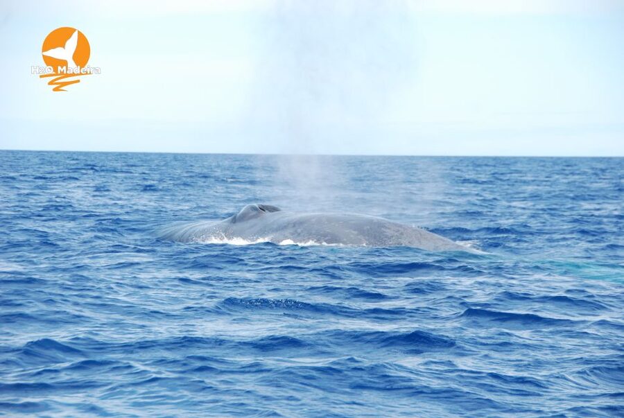 From Calheta: Whale and Dolphin Watching RIB Boat Tour - How The Spotter and Crew Raise Your Odds