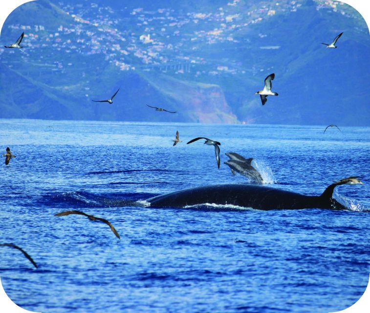 From Calheta: Whale and Dolphin Watching RIB Boat Tour - What You Might See in Madeira Waters