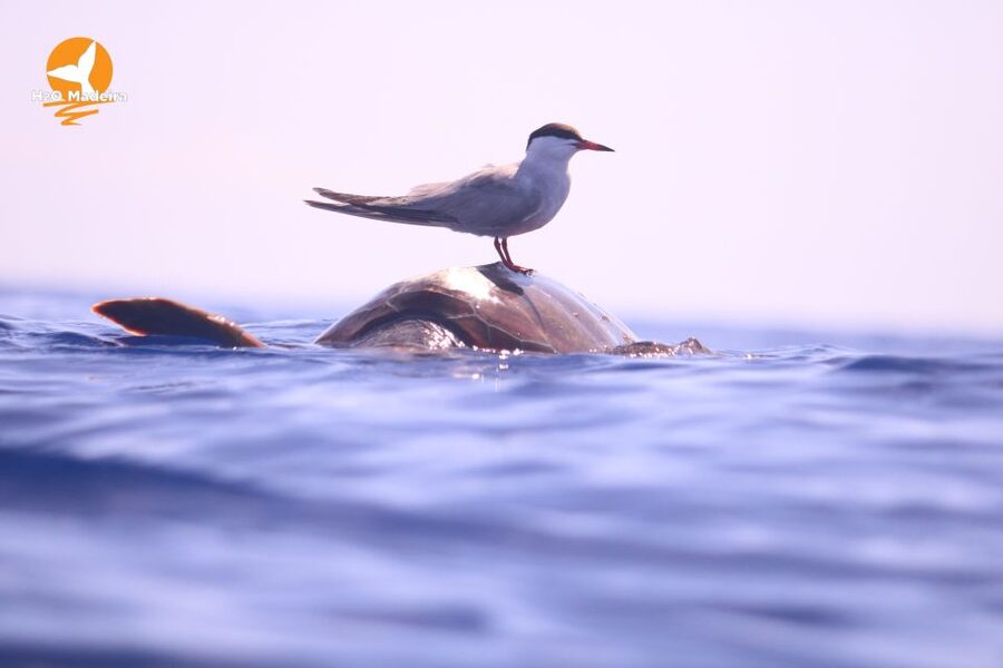 From Calheta: Whale and Dolphin Watching RIB Boat Tour - RIB Ride Reality: Thrill, Comfort, and Safety