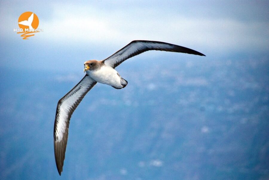 From Calheta: Whale and Dolphin Watching RIB Boat Tour - Madeira Views From the Water: When to Look Up