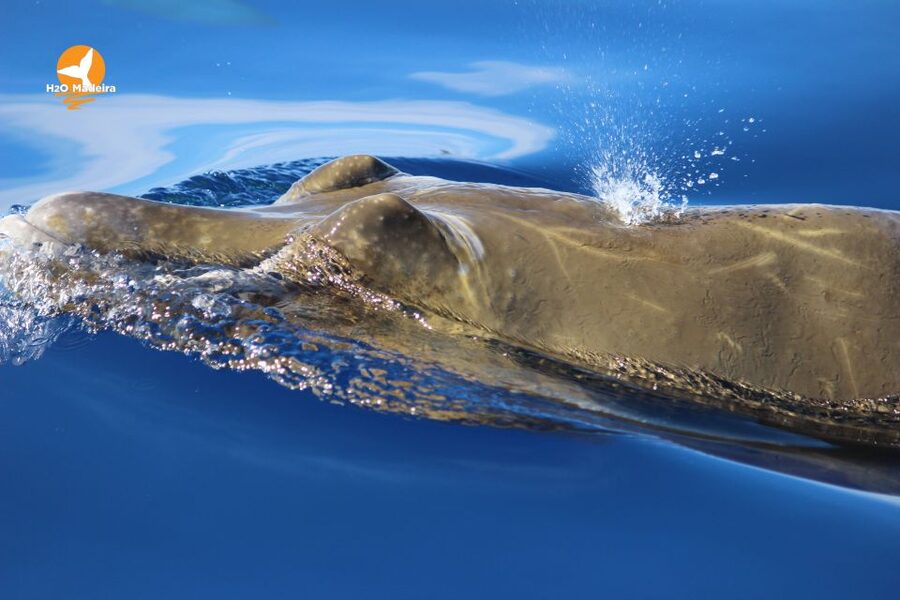 From Calheta: Whale and Dolphin Watching RIB Boat Tour - What to Bring, What Not to Bring, and How to Stay Ready