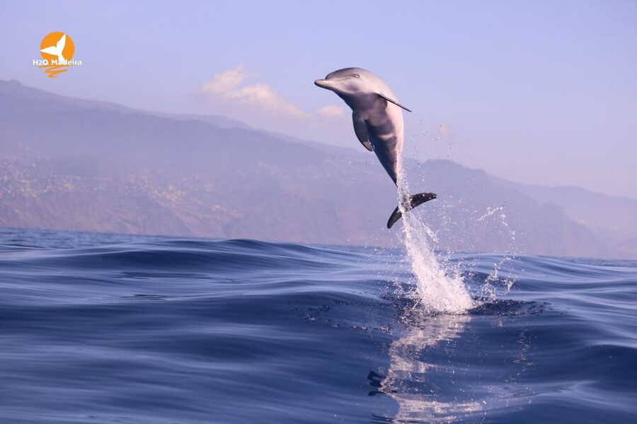 From Calheta: Whale and Dolphin Watching RIB Boat Tour - Price and Value: Is $70 Worth 2 Hours at Sea?