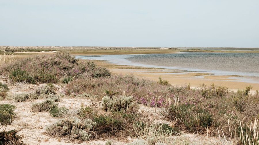 From Faro: Catamaran Boat Trip to Deserta Island with Stop - Return to Faro: Stay Flexible With Your Time Slot