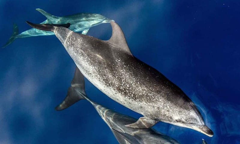 From Funchal: Ecological Catamaran Dolphin Whale Watching - Hybrid-electric cruising, plus a boat built to watch