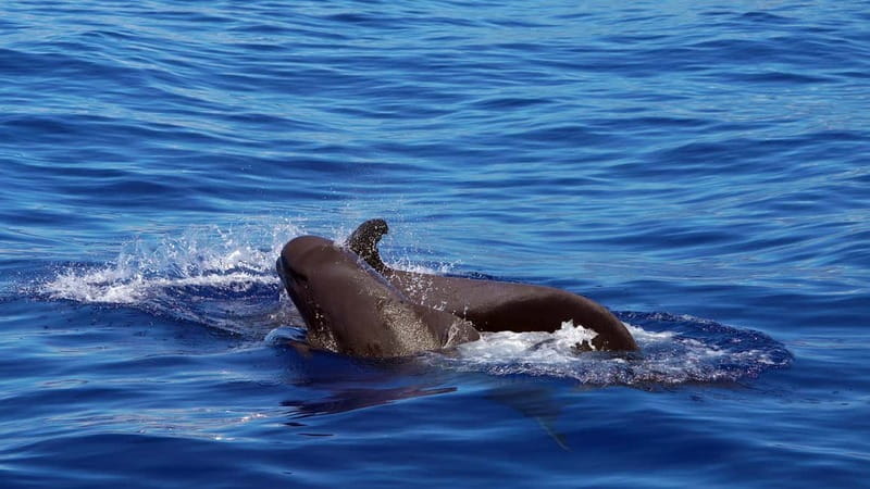 From Funchal: Ecological Catamaran Dolphin Whale Watching - Getting on board in Funchal: timing and what you’ll actually do