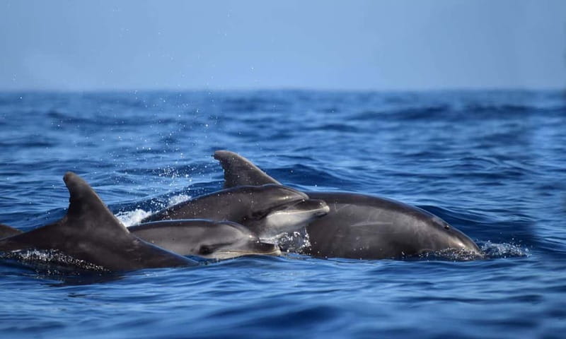 From Funchal: Ecological Catamaran Dolphin Whale Watching - Out to the wildlife: how the crew finds dolphins and whales