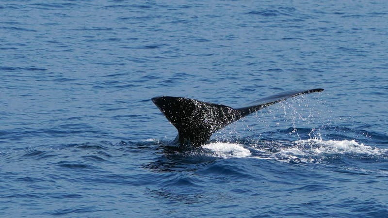 From Funchal: Ecological Catamaran Dolphin Whale Watching - Price and value: is $41 a smart buy?