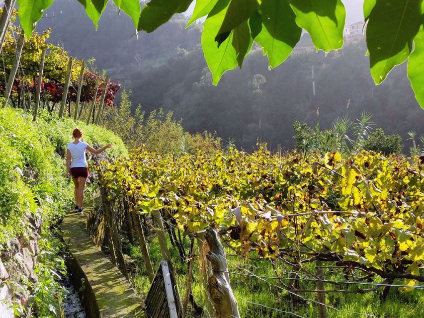 From Funchal: Full-Day Madeira Wine Tour with Lunch - Key moments you will actually remember