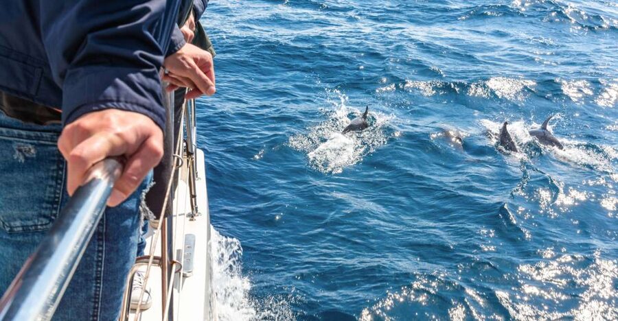 From Funchal: Madeira Dolphin and Whale Watching Tour - Key things that make this tour worth your time