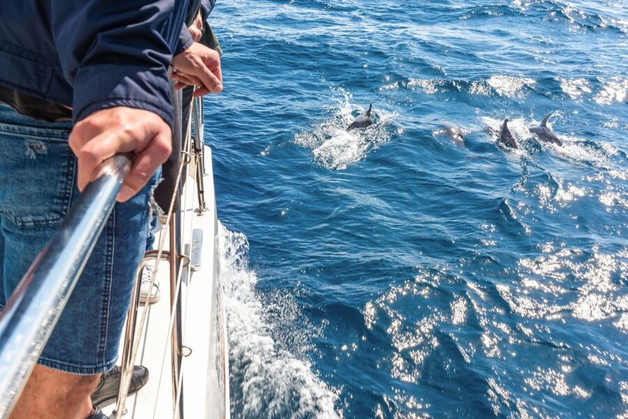From Funchal: Madeira Dolphin and Whale Watching Tour - Madeira dolphin and whale watching, the part that actually matters