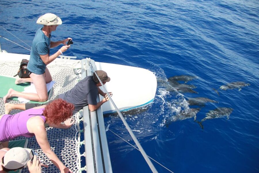 From Funchal: Madeira Dolphin and Whale Watching Tour - Onboard comfort: seating choices, shade, nets, toilets, and bar service