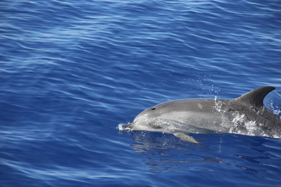 From Funchal: Madeira Dolphin and Whale Watching Tour - Who this tour is best for (and who might want a different plan)