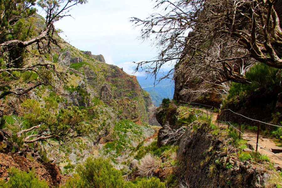 From Funchal: Madeira Peaks Mountain Walk - Rock formations and plant spotting: why the guide changes the whole walk