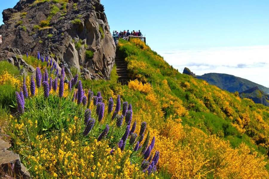From Funchal: Madeira Peaks Mountain Walk - Reaching Pico Ruivo: summit views and the hour you’ll remember
