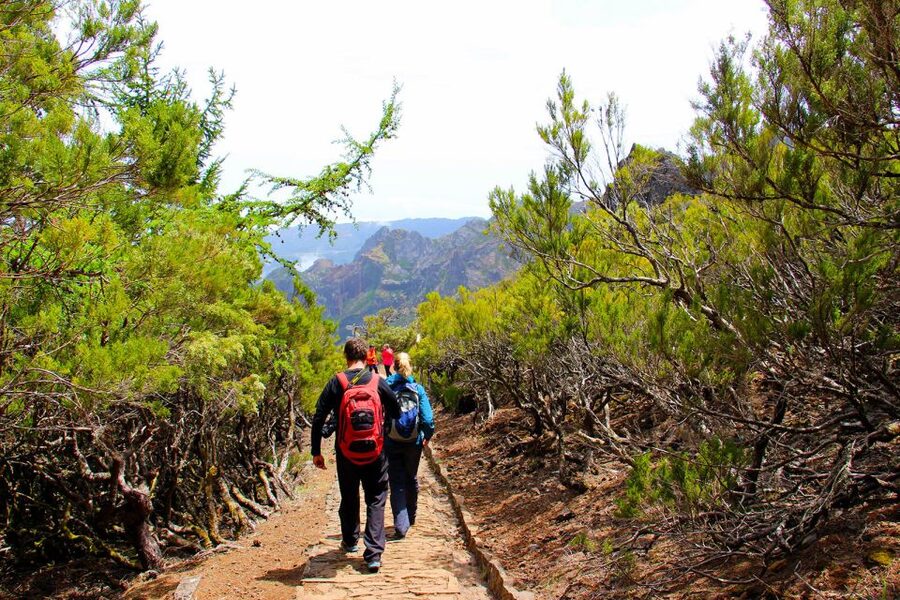 From Funchal: Madeira Peaks Mountain Walk - The heather forest and the older trees around Zarco’s era