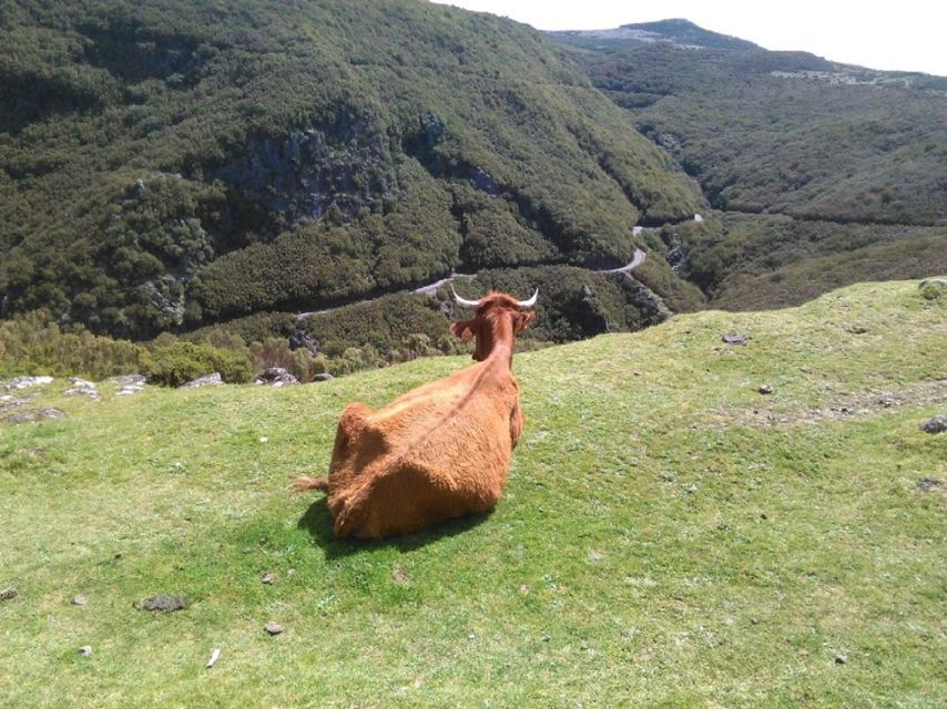 From Funchal: West Madeira and Laurel Forest Day Trip - Ribeira Brava and Ponta do Sol, small-town rhythm without the crowds