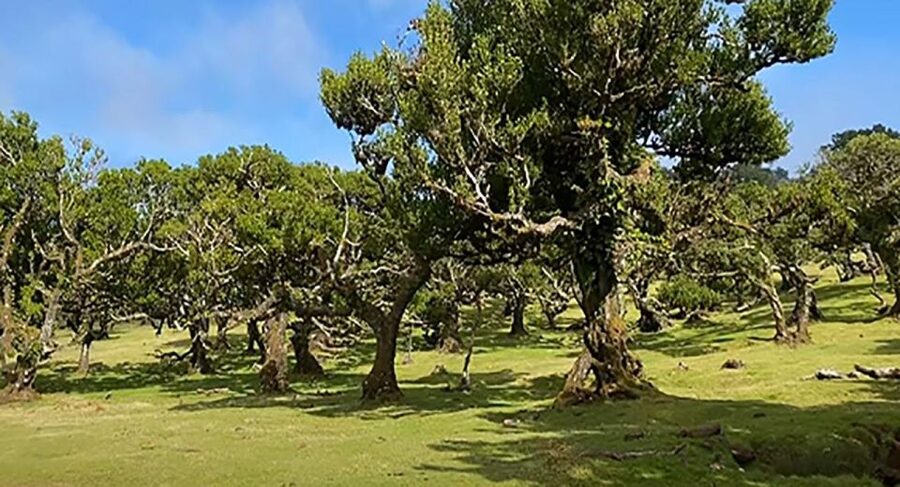 From Funchal: West Madeira Waterfalls and Fanal Forest Tour - The Fanal Forest Moment at 600-Year-Old Trees