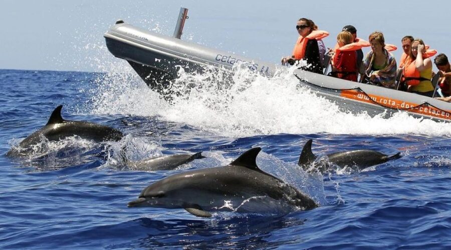 From Funchal: Whale and Dolphin Watching - Key Things That Make This Funchal Cetacean Trip Worth Your Time