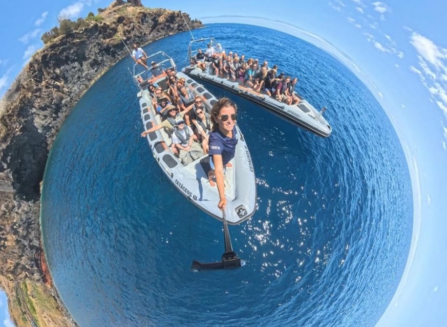 From Funchal: Whale and Dolphin Watching - Who This Tour Fits Best (and Who Should Think Twice)