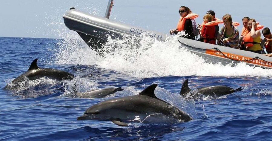 From Funchal: Whale and Dolphin Watching - How Spotters on Land and Marine Biologists on Board Work Together
