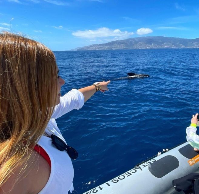 From Funchal: Whale and Dolphin Watching - Whale and Dolphin Watching Off Madeira: What You Might See