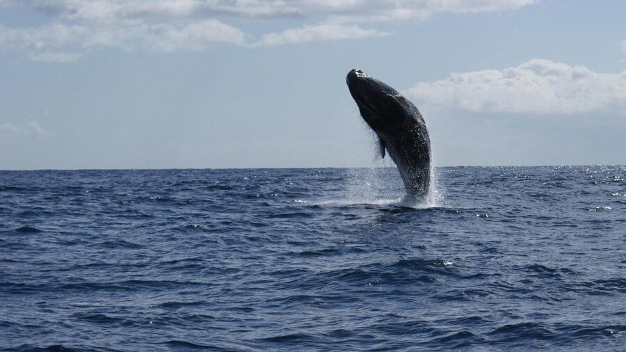 From Funchal: Whale and Dolphin Watching - The Swimming Window With Dolphins: What to Prepare For