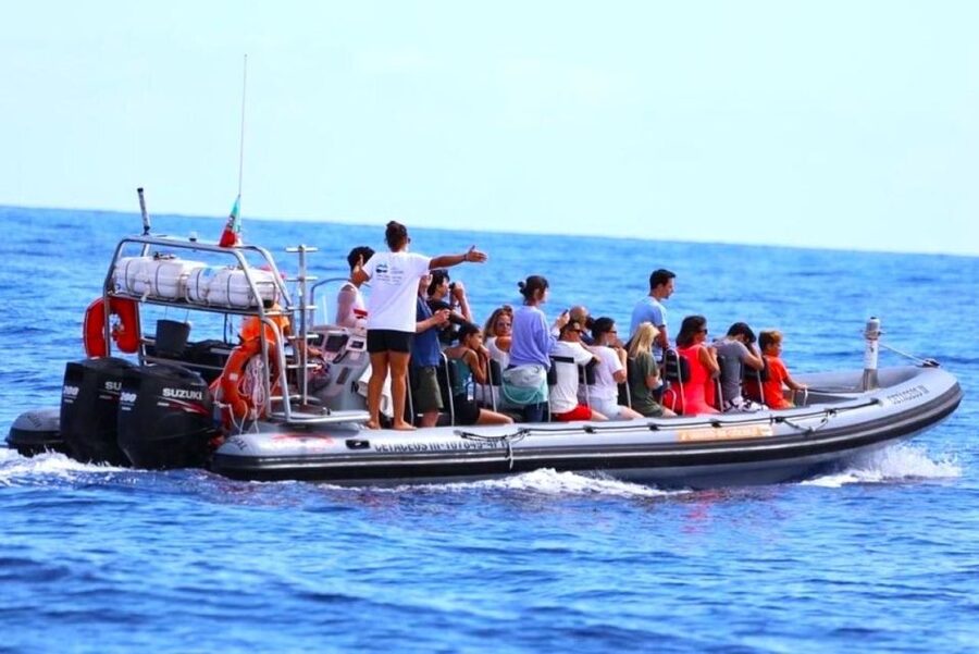 From Funchal: Whale and Dolphin Watching - Safety, Comfort, and Why the Small Group Matters
