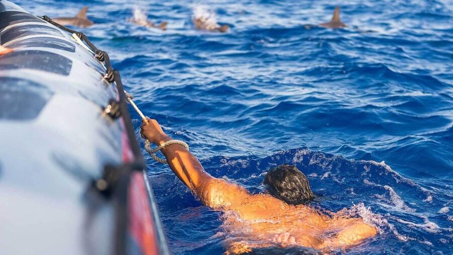 From Funchal: Whale and Dolphin Watching - Price and Value: Is $56 a Good Deal for This Madeira Tour?