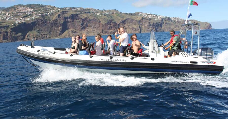 From Funchal: Whales and Dolphin Adventure Tour - Key highlights that shape the whole trip