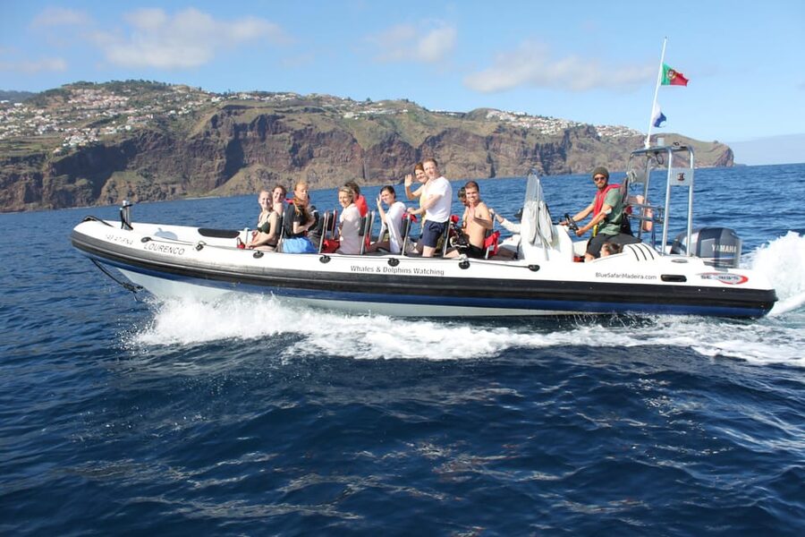 From Funchal: Whales and Dolphin Adventure Tour - Marine biologists on board: what to listen for from the guides