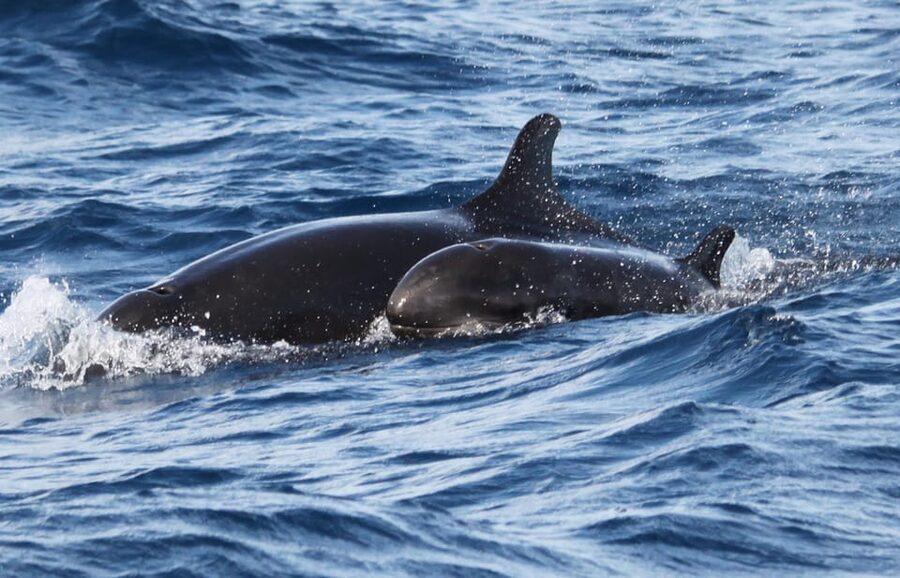 From Funchal: Whales and Dolphin Adventure Tour - Price value: why $58 can feel fair for this setup