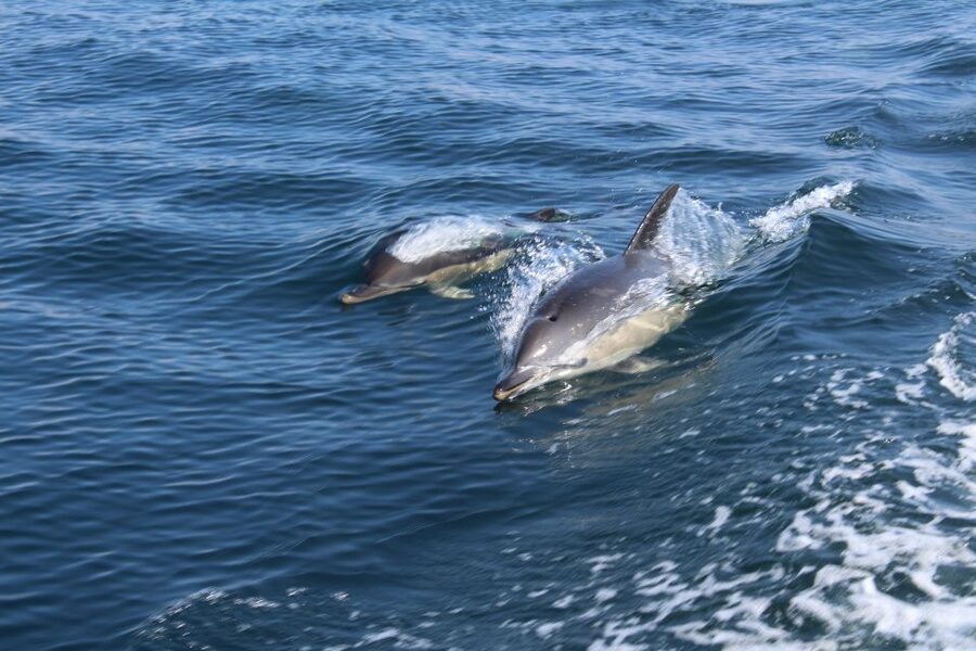 From Lagos: Dolphin Watching Boat Trip w/Marine Biologists - Key highlights from the Lagos dolphin trip