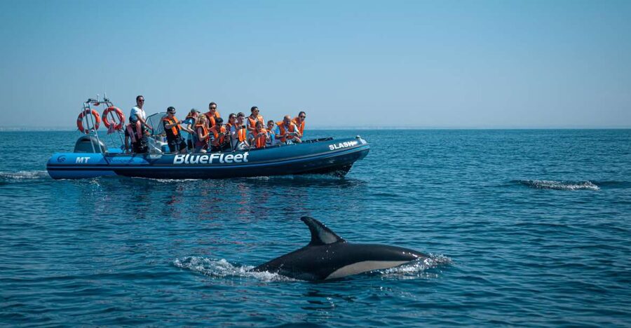 From Lagos: Dolphin Watching Boat Trip w/Marine Biologists - How the RIB boat improves your odds off Lagos