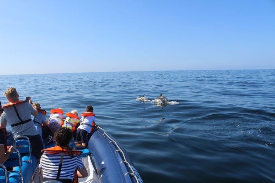 From Lagos: Dolphin Watching Boat Trip w/Marine Biologists - Marine biologists onboard, what you learn as you search