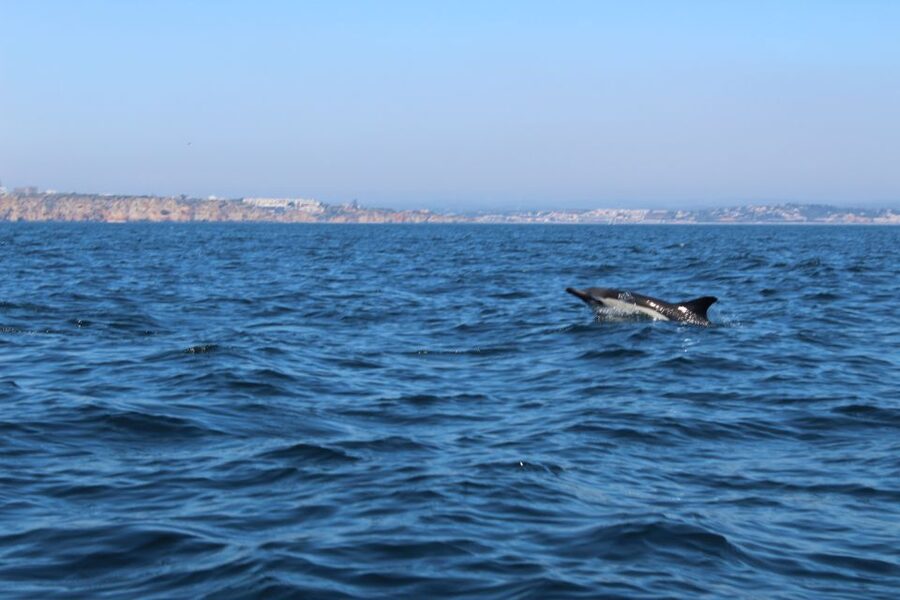 From Lagos: Dolphin Watching Boat Trip w/Marine Biologists - Ethical dolphin watching rules you should actually care about