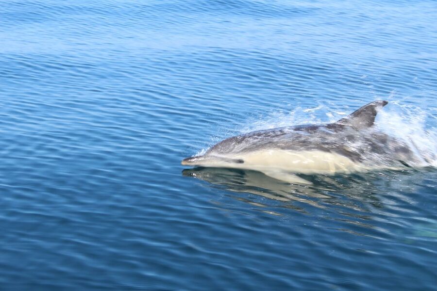 From Lagos: Dolphin Watching Boat Trip w/Marine Biologists - Value for money at about $42 per person in the Algarve