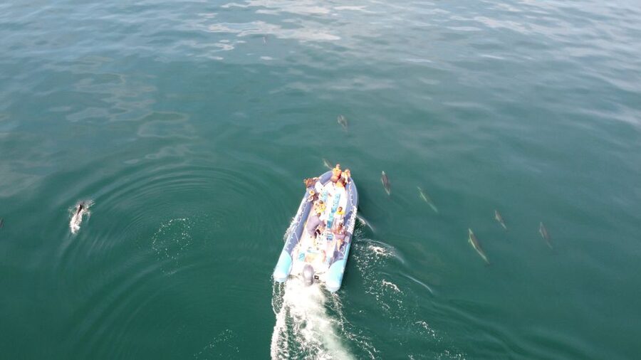 From Lagos: Dolphin Watching Boat Trip w/Marine Biologists - Should you book this Lagos dolphin watching trip?