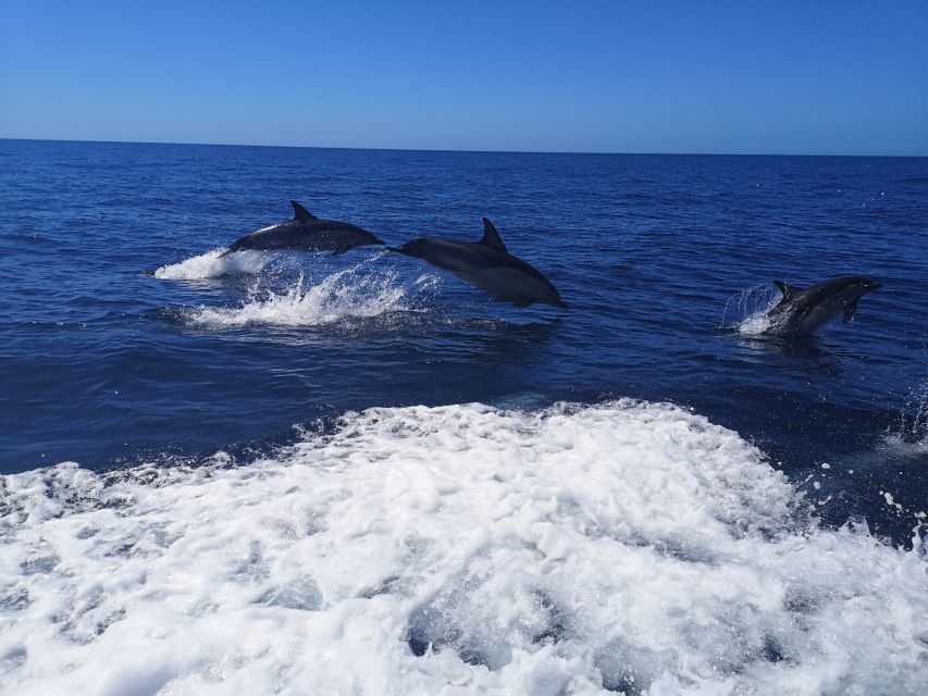 From Lagos: Dolphin Watching Boat Trip w/Marine Biologists - FAQ