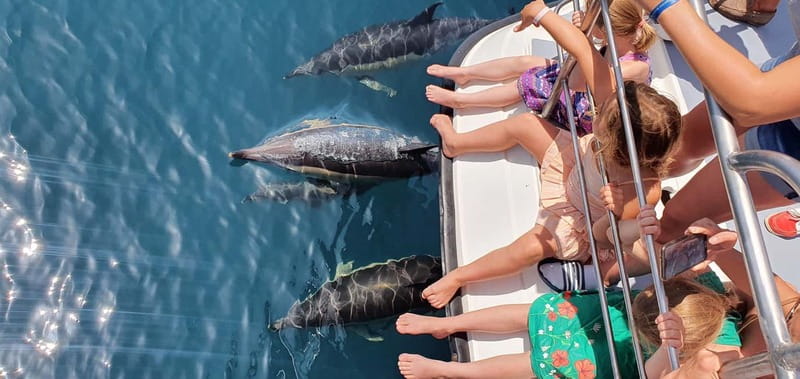 From Lagos: Dolphin Watching Catamaran Cruise - Key Highlights You’ll Care About