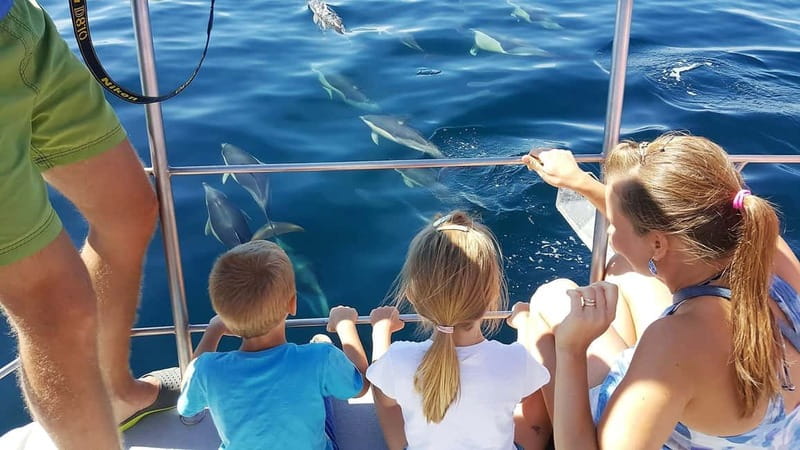 From Lagos: Dolphin Watching Catamaran Cruise - Lagos Dolphin Watching on a Catamaran, What This Trip Really Delivers